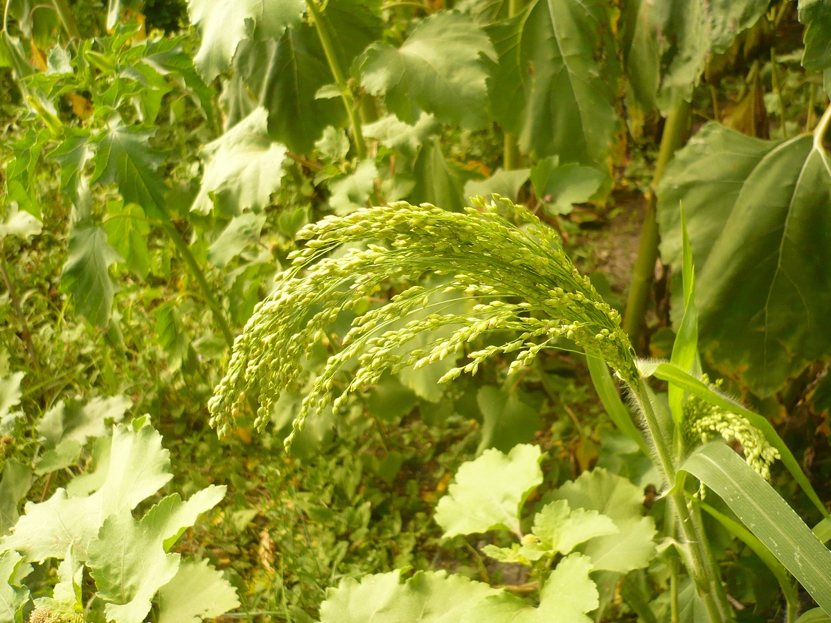 Panicum miliaceum subsp. miliaceum (Poaceae)